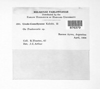 Uromyces spegazzinii image